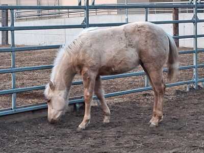 Lady Custom, Quarter Horse Fohlen - Stute