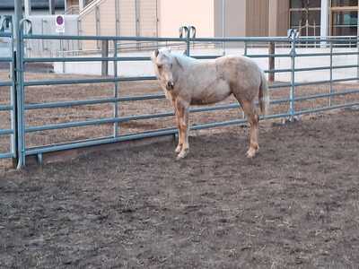 Lady Custom, Quarter Horse Fohlen - Stute