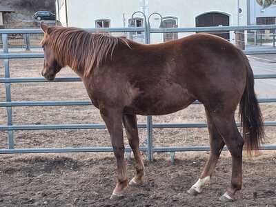 Lady Custom, Quarter Horse - Stute