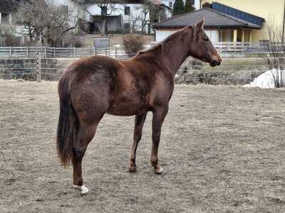 Lady Custom, Quarter Horse - Stute