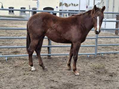 Lady Custom, Quarter Horse - Stute