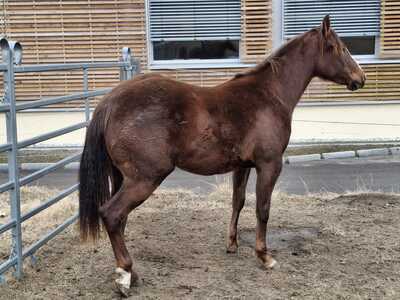 Lady Custom, Quarter Horse - Stute