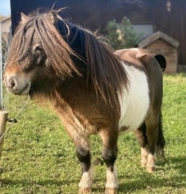 Leo, Minishetlandpony - Hengst