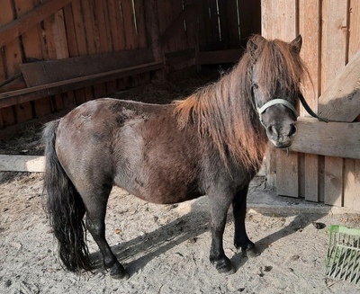 Maartje, Minishetlandpony - Stute 1