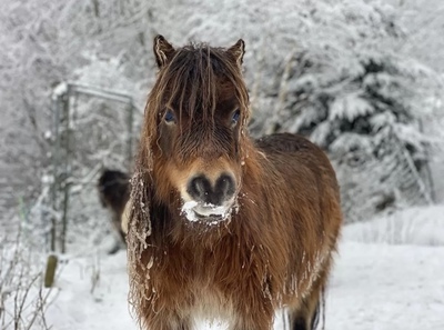 Mieke, Minishetlandpony - Stute