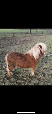 Minishetlandpony Emilie, Minishetlandpony - Stute
