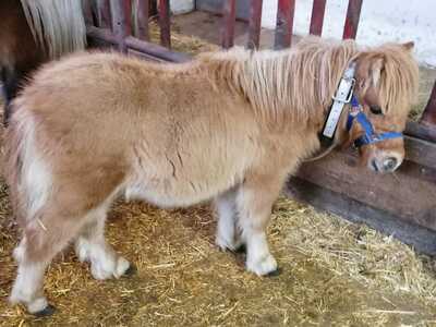 Minishetlandpony Fohlen - Hengst