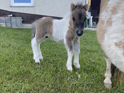 Minishetlandpony Fohlen Lago, Minishetlandpony Fohlen - Hengst