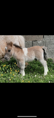 Minishetlandpony Fohlen Lio, Minishetlandpony Fohlen - Hengst