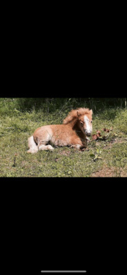 Minishetlandpony Fohlen, Minishetlandpony Fohlen - Stute