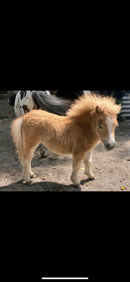 Minishetlandpony Fohlen, Minishetlandpony Fohlen - Stute