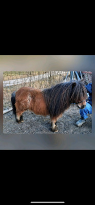 Minishetlandpony Hengst Emanuel de Valk, Minishetlandpony - Hengst