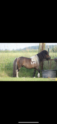 Minishetlandpony Hengst Larco, Minishetlandpony - Hengst