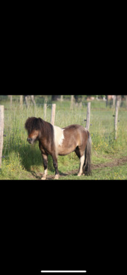Minishetlandpony Hengst Larco, Minishetlandpony - Hengst