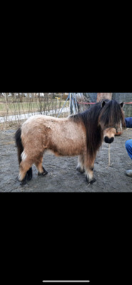 Minishetlandpony Hengst Little Joe, Minishetlandpony - Hengst