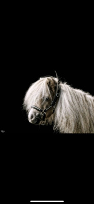 Minishetlandpony Hengst, Minishetlandpony - Hengst