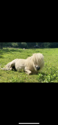 Minishetlandpony Hengst, Minishetlandpony - Hengst