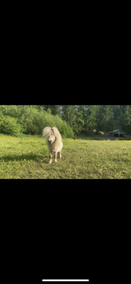 Minishetlandpony Hengst, Minishetlandpony - Hengst