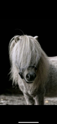 Minishetlandpony Hengst, Minishetlandpony - Hengst