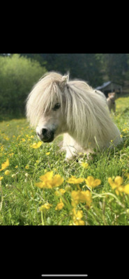 Minishetlandpony Hengst, Minishetlandpony - Hengst