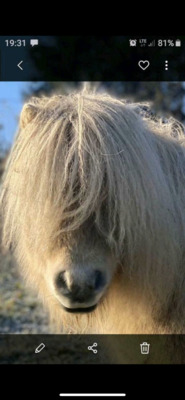 Minishetlandpony Hengst, Minishetlandpony - Hengst
