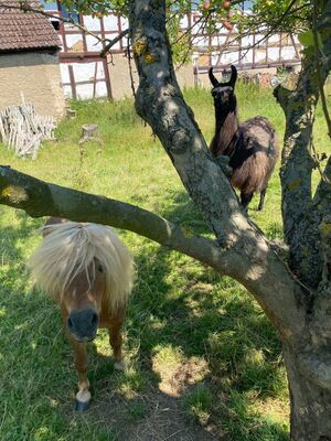 Minishetlandpony - Hengst