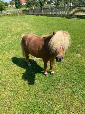 Minishetlandpony - Hengst