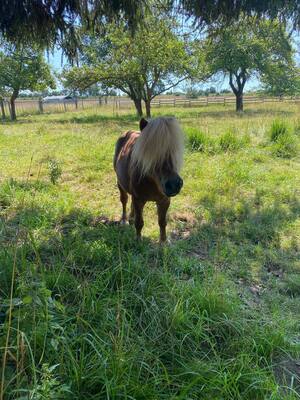 Minishetlandpony - Hengst