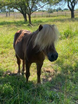 Minishetlandpony - Hengst