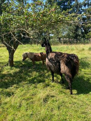 Minishetlandpony - Hengst