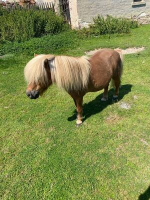 Minishetlandpony - Hengst