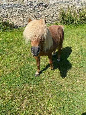 Minishetlandpony - Hengst