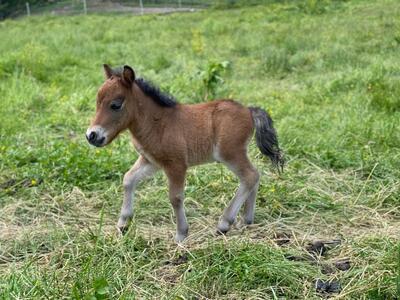 Minishetlandpony Hengstfohlen, Minishetlandpony Fohlen - Hengst