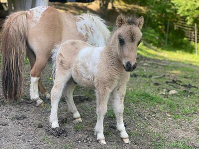 Minishetlandpony Hengstfohlen, Minishetlandpony Fohlen - Hengst
