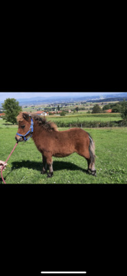 Minishetlandpony Hengstfohlen Patatje, Minishetlandpony Fohlen - Hengst