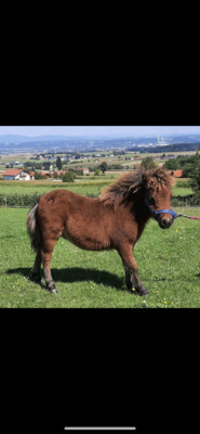 Minishetlandpony Hengstfohlen Patatje, Minishetlandpony Fohlen - Hengst