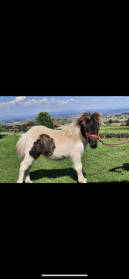 Minishetlandpony Hengstfohlen Poupon, Minishetlandpony Fohlen - Hengst