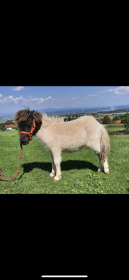 Minishetlandpony Hengstfohlen Poupon, Minishetlandpony Fohlen - Hengst