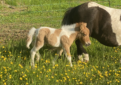 Minishetlandpony Henstfohlen Levis, Minishetlandpony Fohlen - Hengst