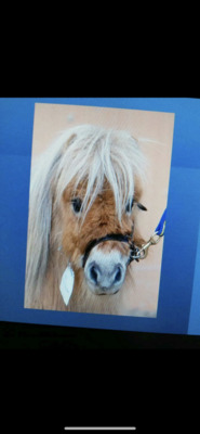 Minishetlandpony Joker, Minishetlandpony - Hengst