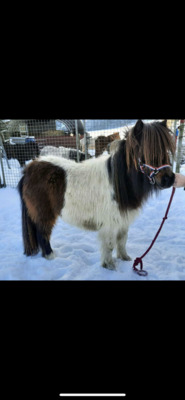 Minishetlandpony Noa, Minishetlandpony - Stute
