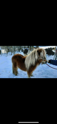 Minishetlandpony Noah van Vaarhorst, Minishetlandpony - Stute