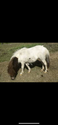 Minishetlandpony „Okay“, Minishetlandpony - Stute