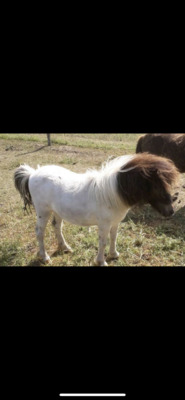Minishetlandpony „Okay“, Minishetlandpony - Stute