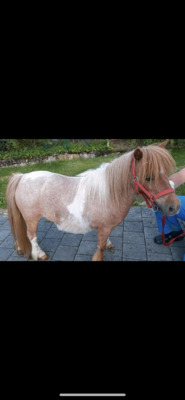 Minishetlandpony Stute Aika, Minishetlandpony - Stute