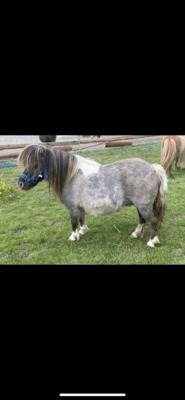 Minishetlandpony Stute Galilea, Minishetlandpony - Stute
