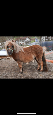 Minishetlandpony Stute Isla Margarita, Minishetlandpony - Stute
