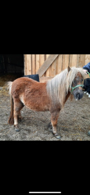 Minishetlandpony Stute Isla Margarita, Minishetlandpony - Stute