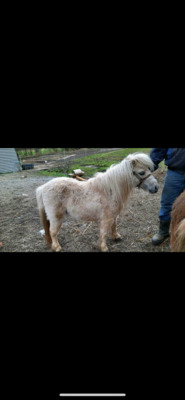 Minishetlandpony Stute Katie, Minishetlandpony - Stute