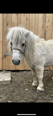Minishetlandpony Stute Katie, Minishetlandpony - Stute